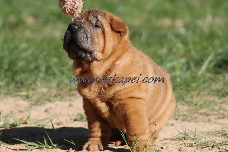 Kekapei - Chiots disponibles - Shar Pei