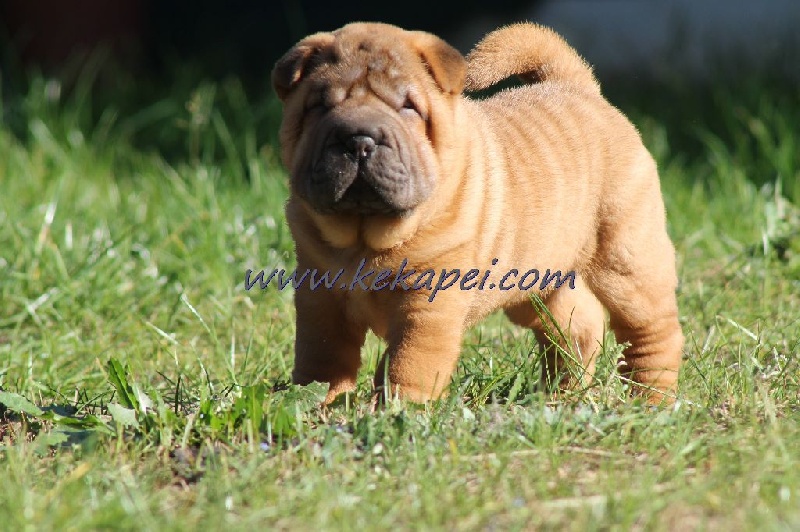 Kekapei - Chiots disponibles - Shar Pei