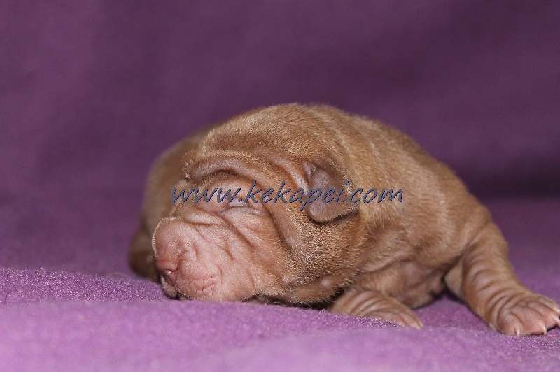 Kekapei - Chiots disponibles - Shar Pei